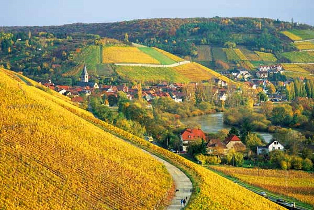 Weinberge Randersacker, Foto: Elmar Hahn